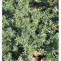 Alpen Steineibe Blue Gem 25-30cm - Podocarpus,awrencei
