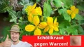 Schöllkraut Tinktur 200ml