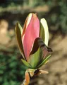 Pflanzen für Dich Gehölze Magnolia brooklyn. Woodsman, 1 St., Magnolie
