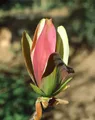 Magnolia brooklynensis 'Woodsman', gelb-rosa Blüten, 50–60 cm