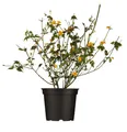 Kerria japonica 'Pleniflora', Ranunkelstrauch, gelb, 40–60 cm