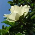 Großblumige Magnolie Little Gem 40-60cm - Magnolia grandiflora