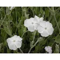 Blumixx Stauden Lychnis coronaria ‘Alba’ – Weiße Vexiernelke, weiß blühende, winterharte Gartenstaude, pflegeleicht & trockenheitsverträglich, ideal für Beet, Naturgarten & sonnige Standorte
