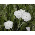 Blumixx Stauden Lychnis coronaria 'Alba' - Vexiernelke