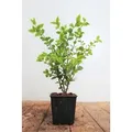 Ligustrum ovalifolium 'Aureum' ca. 9x9 cm Topf