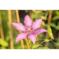 Clematis Hybride Giselle Waldrebe Rosa-Lila 60–100 cm