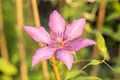 Pflanzen für Dich Kletterpflanze Clematis Hybride Giselle, 1 St., Clematis, Waldrebe, violettblühend, kletterpflanze