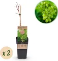 Green boutiQ - Obstpflanze - Vitis vinifera Himrod - Weintraubenpflanze - Kernenlos - Weiße Traube - 2 Pflanzen - Topf 15cm - Höhe 50cm
