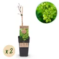 Obstpflanze Weiße Traube Vitis vinifera Himrod Kernlos ⌀15cm ↕50cm