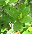 Echter Lorbeer - Laurus nobilis - lebende Gartenpflanze aus den Baumschulen