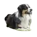 Curver Niche en polypropylène Hundehütte Beige und Braun Wetterfest