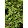 Cotoneaster Radicans Eichholz Kriechmispel Immergrün Ca. 9x9 cm Topf