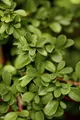Pflanzen für Dich Bodendecker Cotoneaster radicans Eichholz, 1 St., Kriechmispel, Teppichmispel, immergrün, bodendecker