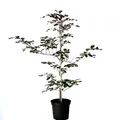Rotbuche Buche Fagus sylvatica heimischer Waldbaum als Heister mit ca. 40-80 cm im 3 Liter Topf