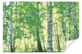 Wallarena Fototapete Küche Abwaschbar 250x60 Tapete Wandtapete Einteilig Küchenrückwand, Glatt, Wald, Birkenwald, Tapete inklusive Kleister Vliestapete Motivtapete