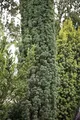 Taxus baccata 'Fastigiata Robusta' 100–120 cm – Immergrün, Winterhart, Pflegeleicht – Säuleneibe – Heckenpflanze für Garten & Sichtschutz