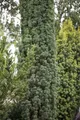 Taxus baccata 'Fastigiata Robusta', Säuleneibe, 100–120 cm