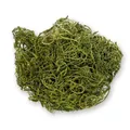 NaDeco Curly Moos moosgrün 50g | Curlymoos | Tillandsia Moos | Deko Moos | Bastelmoos | Dekomoos | Bastel Moos | Moos zum Basteln