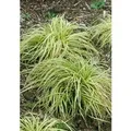 Carex Morrowii Variegata Japan-Segge Grün-Weiß 2-3 Liter Container