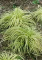 Pflanzen für Dich Gräser Carex morrowii Variegata, 1 St., Japan-Segge, Bunte Japan-Segge, zweifarbig, bodendecker