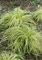 Carex morrowii 'Variegata', Japan-Segge, grün-weiß, 2-3 Liter Container
