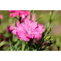 Dianthus Gratianopolitanus Grandiflorus Pfingstnelke Gen Ca 9x9 cm Topf