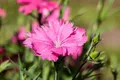 Pflanzen für Dich Staude Dianthus grat. Grandiflorus, 1 St., Heide-Nelke, Pfingst-Nelke