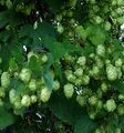 Hopfen Opal 40-60cm - Humulus lupulus