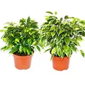 Kinky-Duo - Set mit 2 verschiedenen Buschigen Birkenfeigen - Ficus benjamini "Kinky" - 12cm Topf