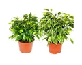 Exotenherz Zimmerpflanze Kinky-Duo Set mit 2 ver. Birkenfeigen Ficus benjamini Kinky 12cm Topf