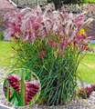BALDUR Garten 3x Miscanthus Boucle®, Knollen in Größe I, Blumenzwiebeln, winterharte Staude, mehrjährig & pflegeleicht, blühend, Schnittblume, Ziergras, Miscanthus sinensis