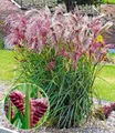 BALDUR Garten 3x Miscanthus Boucle®, Knollen in Größe I, Blumenzwiebeln, winterharte Staude, mehrjährig & pflegeleicht, blühend, Schnittblume, Ziergras, Miscanthus sinensis