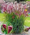 BALDUR Garten Gräser Miscanthus 'Boucle®', 3 St., Herbstfärbung, winterhart, mehrjährig, pflegeleicht