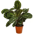 Dehner Zimmerpflanze Korbmarante Medaillon, Calathea roseoptica, versch. Größen, für dunkle Standorte, rote Blattunterseite rot 45 cm