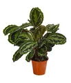 Dehner Korbmarante Medaillon, Calathea roseoptica, luftreinigend, ca. 40-45 cm, Ø Topf 19 cm, Zimmerpflanze