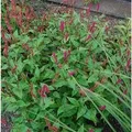 Hängender Kerzenknöterich - Persicaria amplexicaulis
