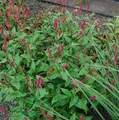 Hängender Kerzenknöterich - Persicaria amplexicaulis