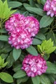 Rosa 'Tausendschön', Kletterrose, rosa, 5-7,5 Liter Container