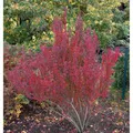 Säulen Berberitze Red Pillar 30-40cm - Berberis thunbergii
