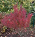 Säulen Berberitze Red Pillar 30-40cm - Berberis thunbergii