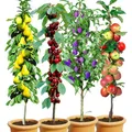 BALDUR Garten Säulen-Obst-Kollektion Birne, Kirsche, Pflaume & Apfel, 4 Pflanzen als Säule Birnbaum, Kirschbaum, Pflaumenbaum, Apfelbaum, Obstbaum-Kollektion, winterhart, platzsparende Säulen