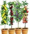 BALDUR Garten Obstpflanze 4er Säulenobst-Kollektion, je im 1,5-Liter Containertopf, 4 St., winterhart, mehrjährig, pflegeleicht
