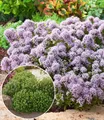 BALDUR Garten Winterharter Oregano,6 Pflanzen