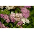 Spiraea Japonica Shirobana Japanische Spiere Mehrfarbig 15–20 cm