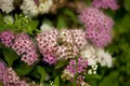 Spiraea japonica 'Shirobana' 15–20 cm – Winterhart, Mehrjährig, Pflegeleicht – Japanische Spiere – Zierstrauch für Beet & Rabatte