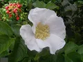 Rosa rugosa Alba - Weiße Apfelrose - Kartoffelrose - Hagebutte