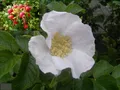 Rosa rugosa Alba - Weiße Apfelrose - Kartoffelrose - Hagebutte