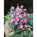 Dianthus Gratianopolitanus Blaureif Pfingstnelke Ca. 9x9 cm Topf