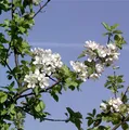 Wildapfel - Holzapfel 60-80cm - Malus sylvestris