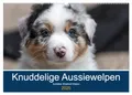 Australian Shepherd Welpen 2025 (Wandkalender 2025 DIN A2 quer), CALVENDO Monatskalender